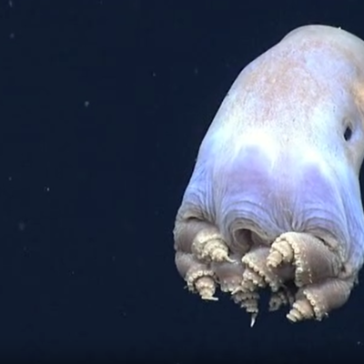 ‘Dumbo’ Octopus Charms Explorers in the Depths of the Pacific Ocean